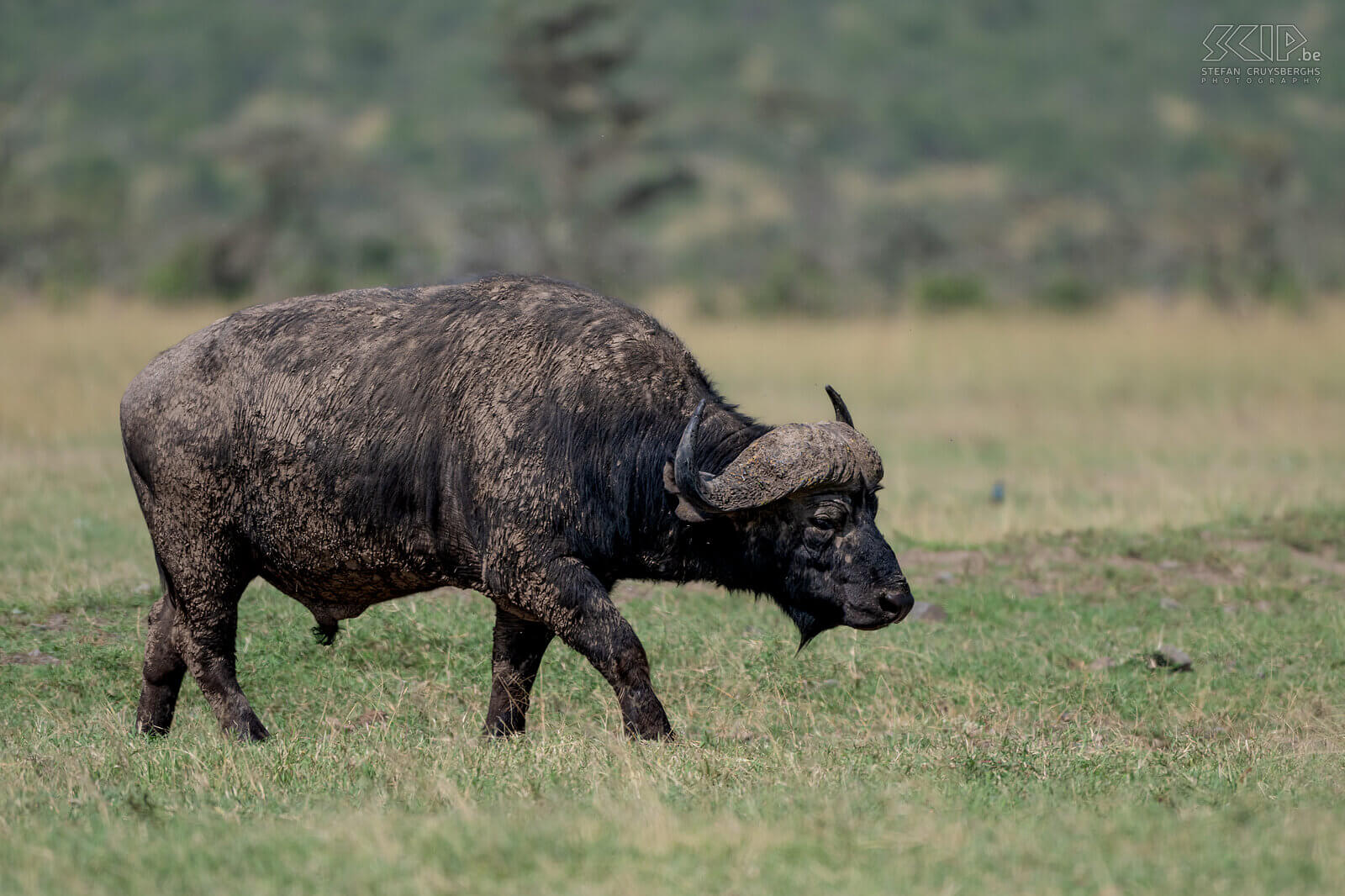 Ol Pejeta - Afrikaanse buffel  Stefan Cruysberghs